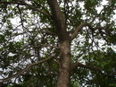 بیدمشک
